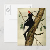 Carte Postale Pic vintage (Devant / Derrière)