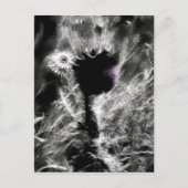 Carte Postale Pick (Devant)