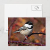Carte Postale Pickadee (Devant / Derrière)