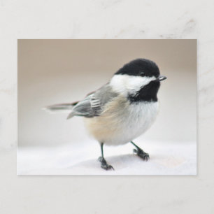 Carte Postale Pickadee