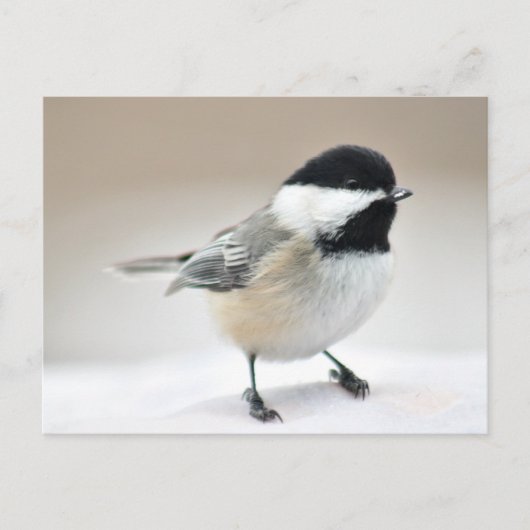 Carte Postale Pickadee (Devant)