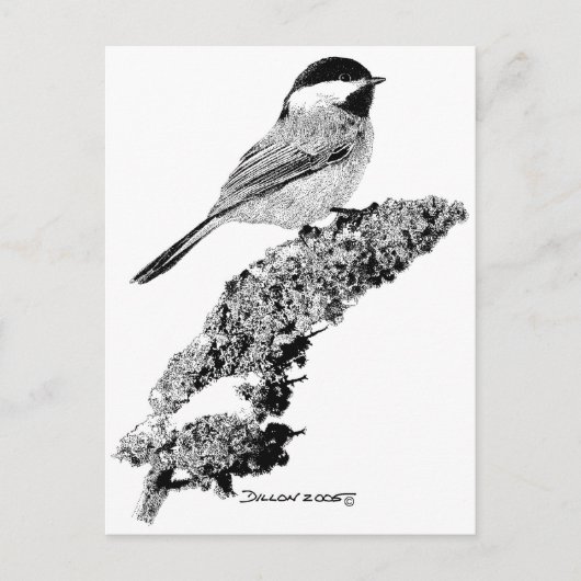 Carte Postale Pickadee (Devant)