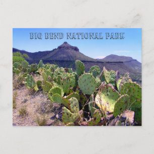 Carte Postale Picker Cactus Big Bend