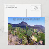 Carte Postale Picker Cactus Big Bend (Devant / Derrière)