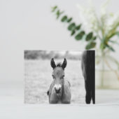 Carte Postale Pickle the Foal (Debout devant)