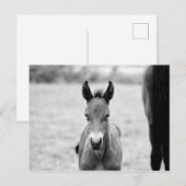 Carte Postale Pickle the Foal (Devant / Derrière)