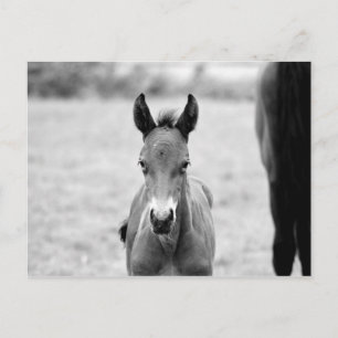 Carte Postale Pickle the Foal