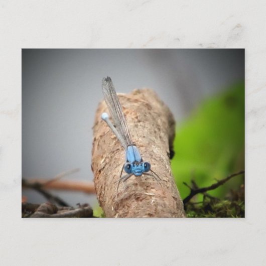 Carte Postale pics nature (Devant)