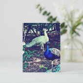 Carte Postale Pics vintages (Debout devant)