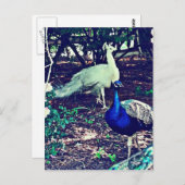 Carte Postale Pics vintages (Devant / Derrière)