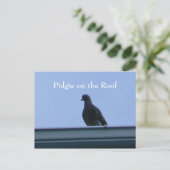 Carte Postale Pidgie sur le toit (Debout devant)