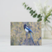 Carte Postale Pie affichée par noir (Debout devant)