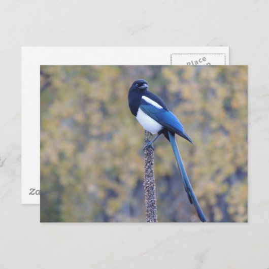 Carte Postale Pie affichée par noir (Devant / Derrière)