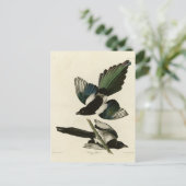 Carte Postale Pie bavarde d'après les Birds of America d'Audubon (Debout devant)