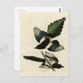 Carte Postale Pie bavarde d'après les Birds of America d'Audubon (Devant / Derrière)
