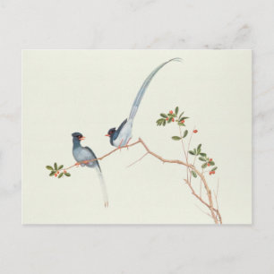 Carte Postale Pie-bleu à bec rouge, une branche de baies rouges