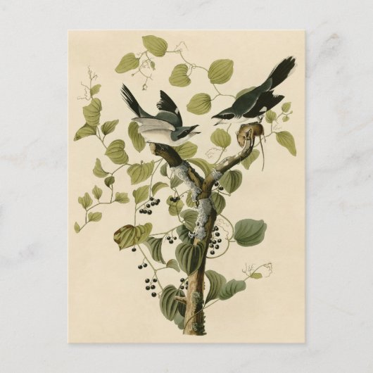 Carte Postale Pie-grièche à tête germinale d'Audubon (Devant)