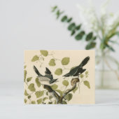 Carte Postale Pie-grièche à tête germinale d'Audubon (Debout devant)