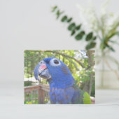 Carte Postale Pie Le Perroquet (Debout devant)