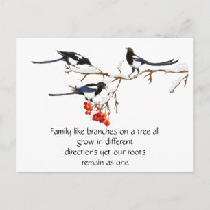 Carte Postale Pie magpie famille citation animal nature