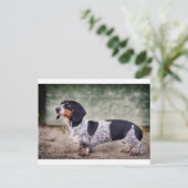 Carte Postale Piebald dachshund (Debout devant)