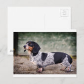 Carte Postale Piebald dachshund (Devant / Derrière)