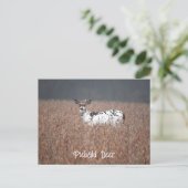 Carte postale Piebald Deer (Debout devant)