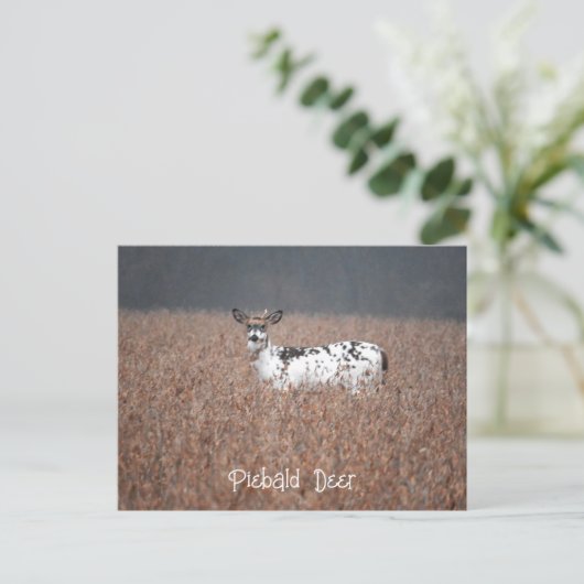 Carte postale Piebald Deer (Debout devant)