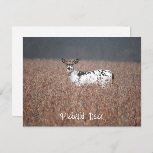 Carte postale Piebald Deer (Devant / Derrière)