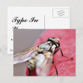 Carte Postale Pièce volante (Devant / Derrière)