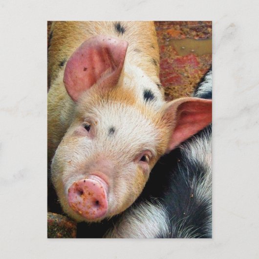 CARTE POSTALE PIÈCES (Devant)