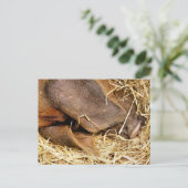 CARTE POSTALE PIÈCES (Debout devant)