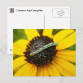 Carte Postale Pièces de coordination de chenille de Carlin commu (Devant / Derrière)