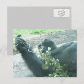 Carte Postale pièces de gorille (Devant / Derrière)