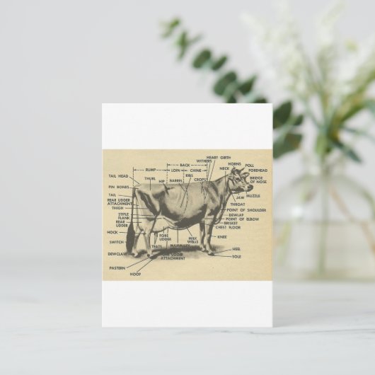 Carte Postale pièces de vache (Debout devant)