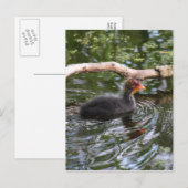 Carte Postale Pied bébé (Devant / Derrière)