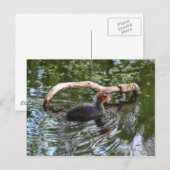 Carte Postale Pied bébé (Devant / Derrière)