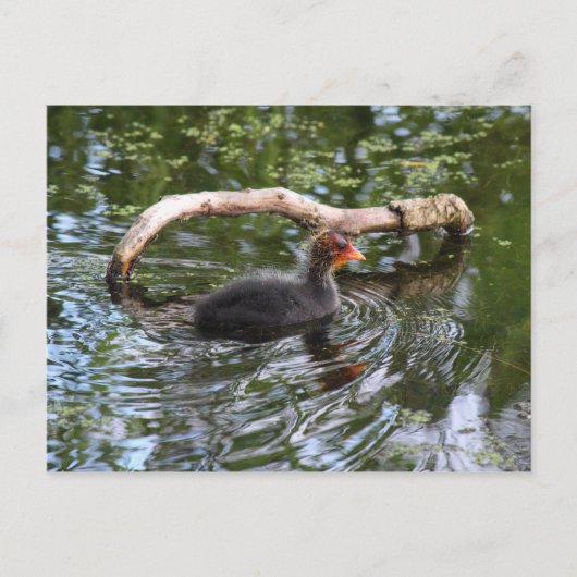 Carte Postale Pied bébé (Devant)