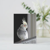 Carte Postale Pied Cockatiel (Debout devant)