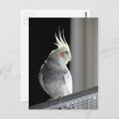 Carte Postale Pied Cockatiel (Devant / Derrière)