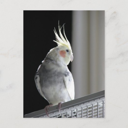 Carte Postale Pied Cockatiel (Devant)