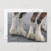 Carte Postale Pied plumé (Devant / Derrière)