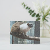 Carte postale Pied Tamarin (Debout devant)