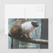 Carte postale Pied Tamarin (Devant / Derrière)