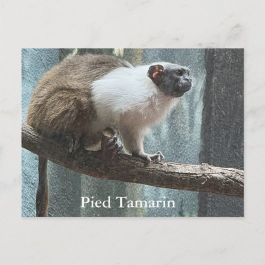 Carte postale Pied Tamarin (Devant)
