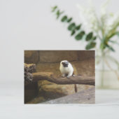 Carte Postale Pied Tamarin # 2 (Debout devant)