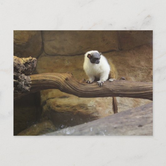 Carte Postale Pied Tamarin # 2 (Devant)