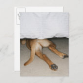 Carte Postale Pieds et queue de chien de laboratoire jaune caché (Devant / Derrière)