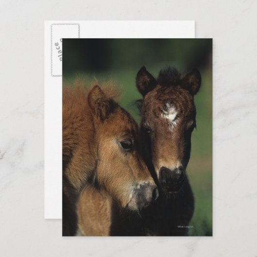 Carte Postale Pieds miniatures 2 (Devant / Derrière)