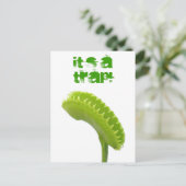 Carte Postale Piège de mouche de Vénus (Debout devant)